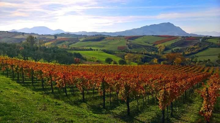 Cantine Aperte in Irpinia 25-26 maggio.